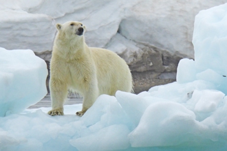 Realm of the Polar Bear, Arctic