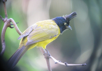 Royal Manas National Park, Bhutan