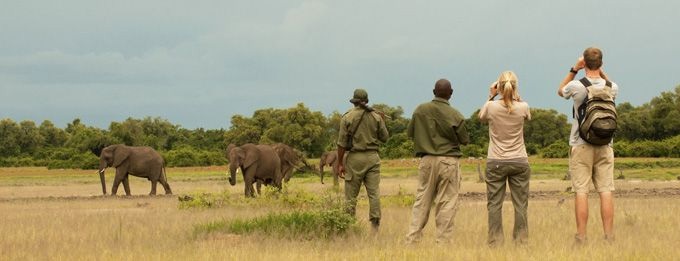 Walking Safaris