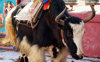 Yaks: At Home in the Mountains