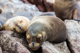 Cruise around the Ballestas Islands