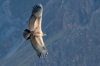 See condors soar over the Colca Canyon