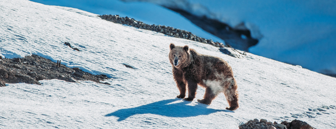 Himalayan Wildlife Tour
