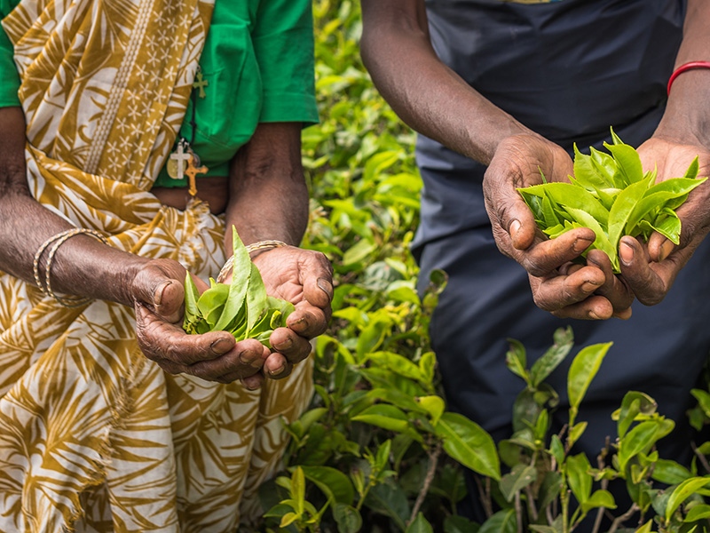 Discover how tea is made at Nuwara Eliya