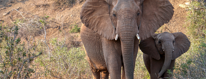 Eswatini, Kruger & Wild Pafuri Walking Safari