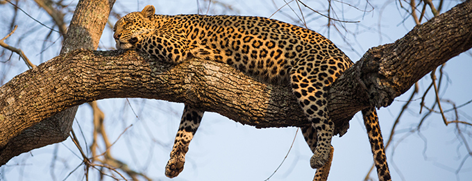 Eswatini, Kruger & Wild Pafari Walking Safari