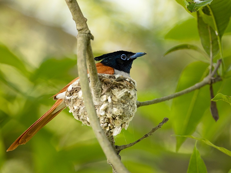 Look for birds in Koshi Tappu