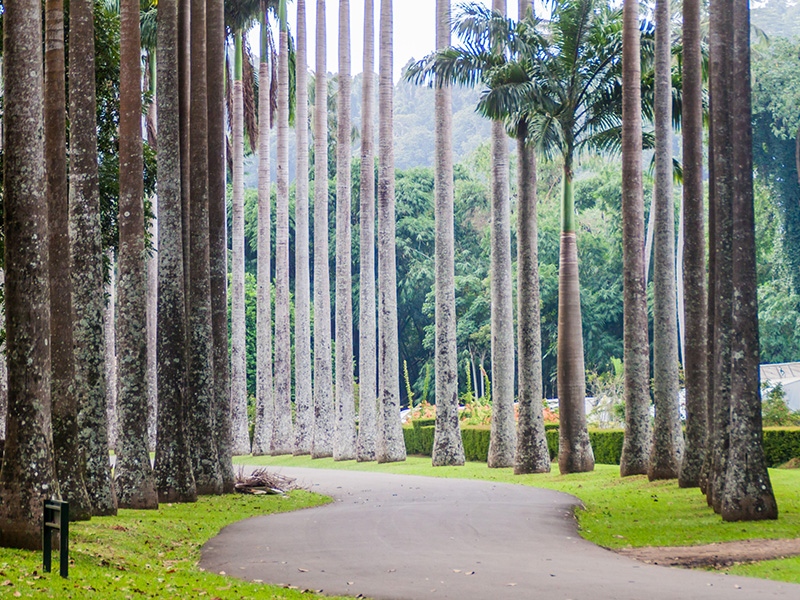 Stroll round the botanical gardens near Kandy