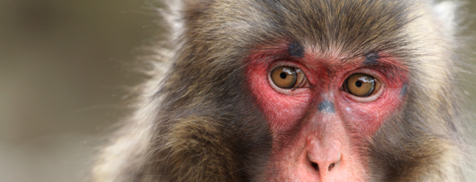 Definitive Cultural Tour of Japan