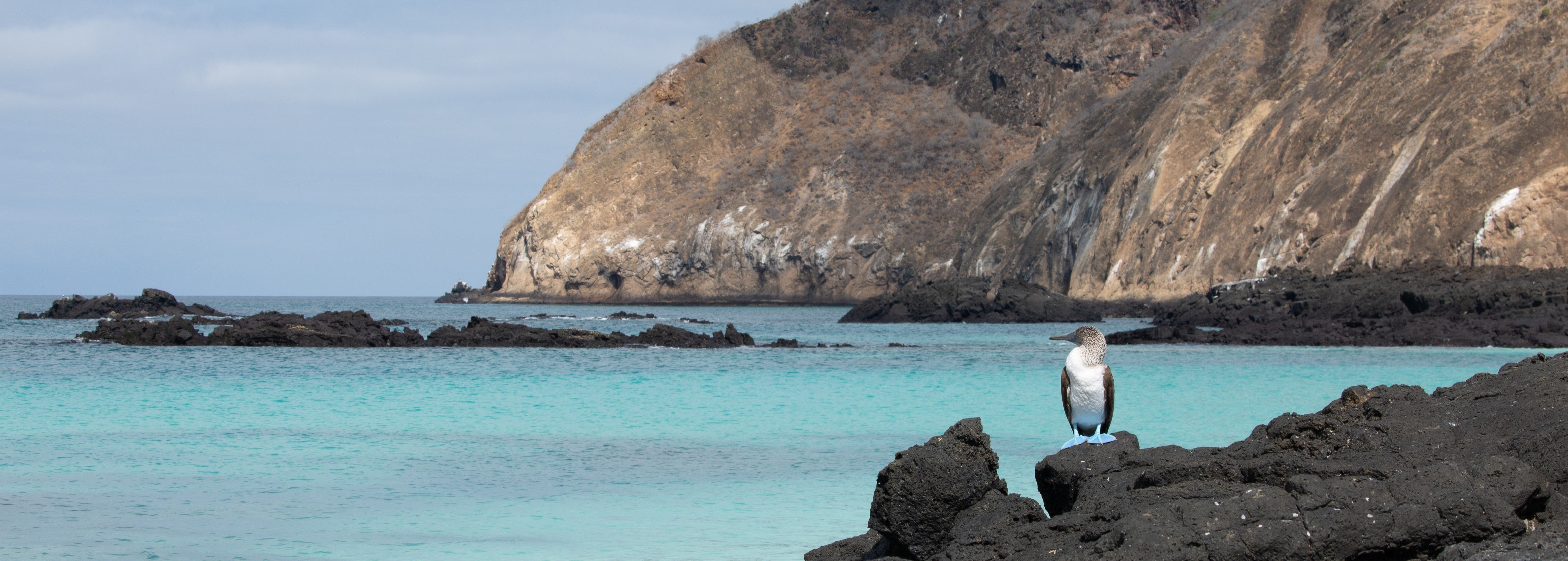 Discover the Americas