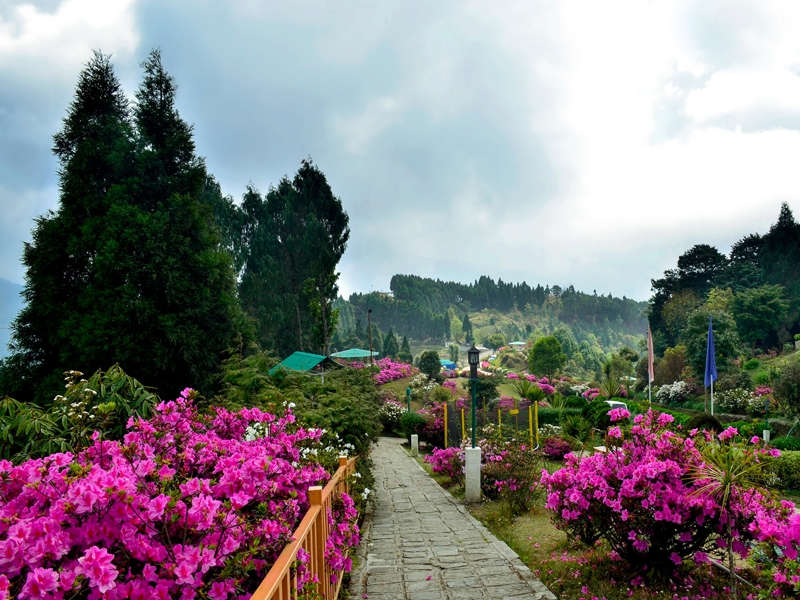 Smell the fragrant flower nurseries of Kalimpong