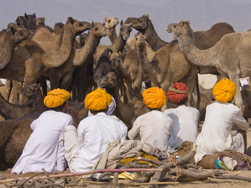 Join the camel celebrations at Pushkar