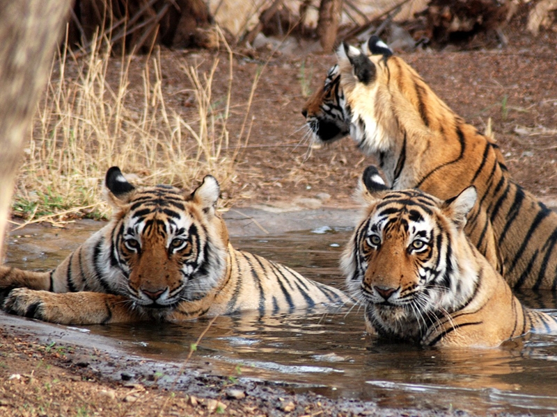 In Search of Tigers - an Indian Wildlife Tour