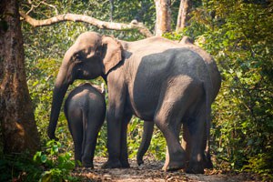 Our new policy on elephant safaris