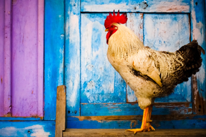 Be an Early Bird and save £50!