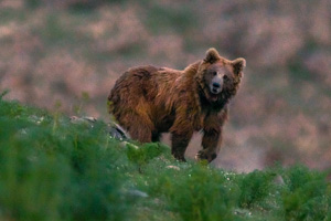 New Himalayan Wildlife Tour
