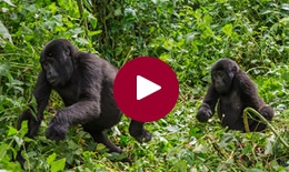 Gorilla & Wildlife Walking Safari, Uganda