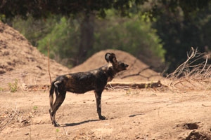 David Attenborough, Dynasties, and the Painted Wolves of Mana Pools