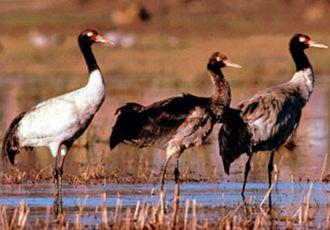 Black-necked cranes