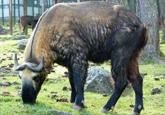 A takin - Bhutan's national animal