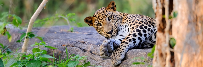 Sri Lanka