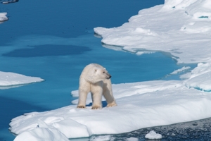 Arctic Polar Cruising Adventure Offer