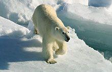 Polar Cruising