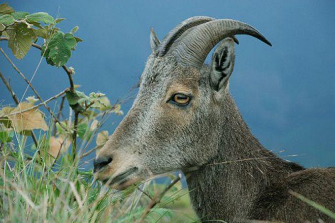 himalayan tahr trek