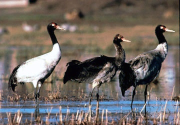 Black-necked cranes