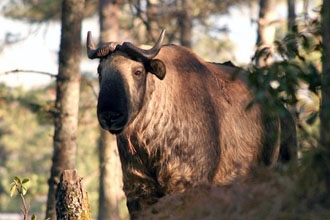 A takin - Bhutan's national animal