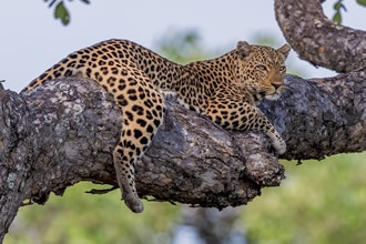Walking Safaris