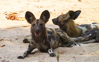 Walking with Dynasties’ Painted Wolves